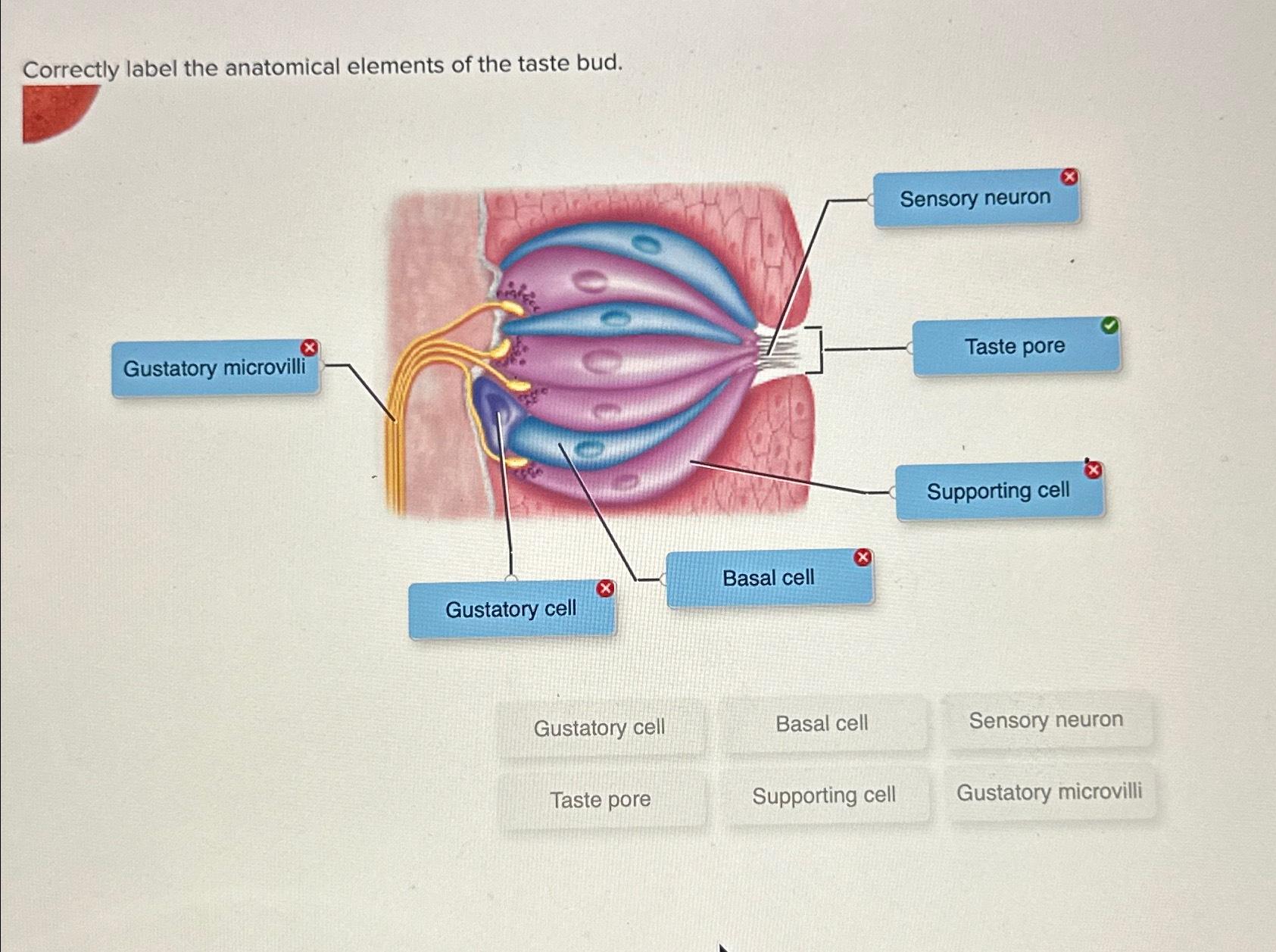 Solved Correctly label the anatomical elements of the taste | Chegg.com