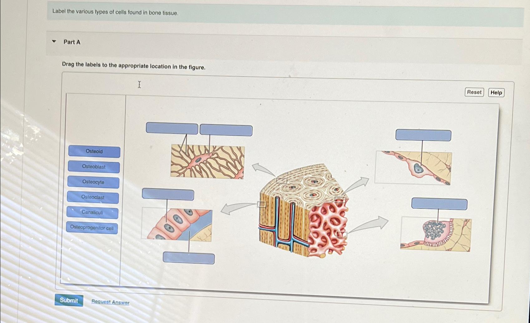 Solved Label the various types of cells found in bone | Chegg.com