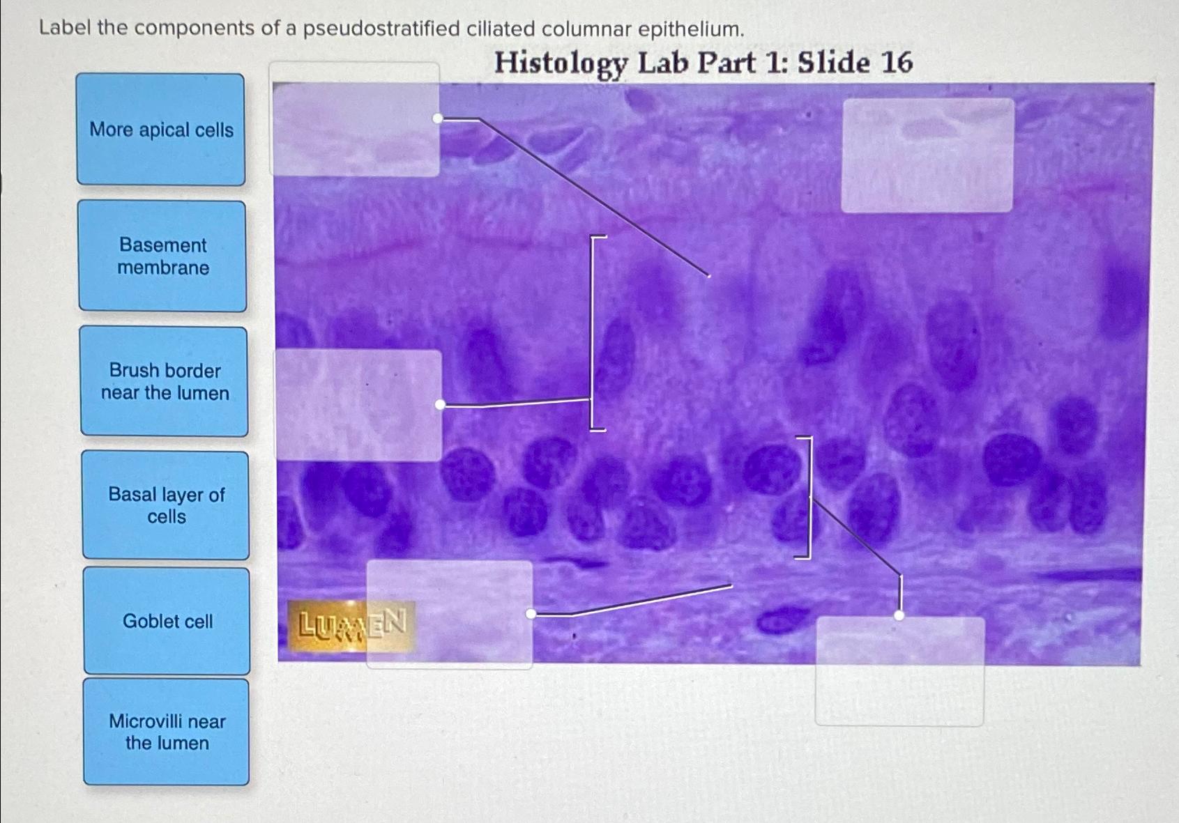 Solved Label the components of a pseudostratified ciliated | Chegg.com