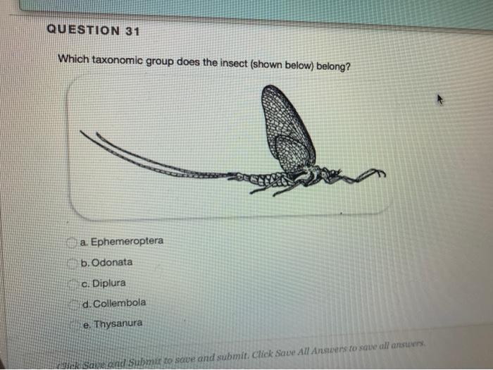 Solved QUESTION 31 Which taxonomic group does the insect | Chegg.com