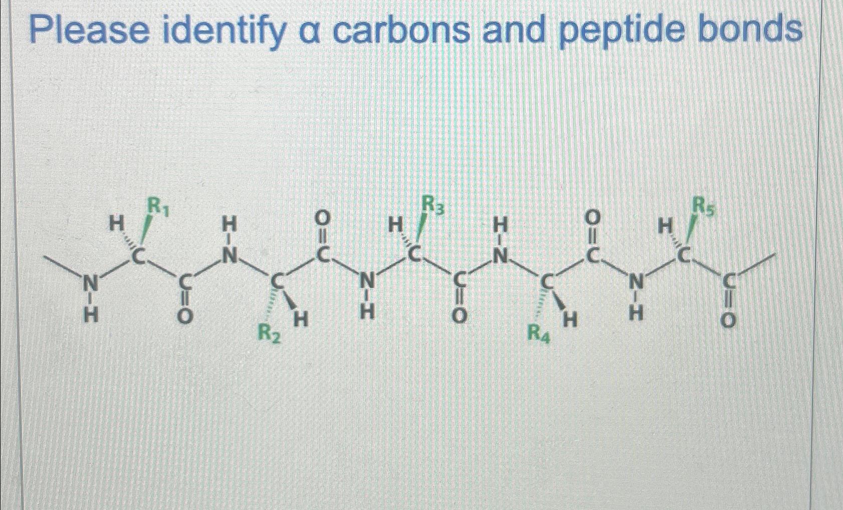 Solved Please identify α ﻿carbons and peptide bonds in | Chegg.com