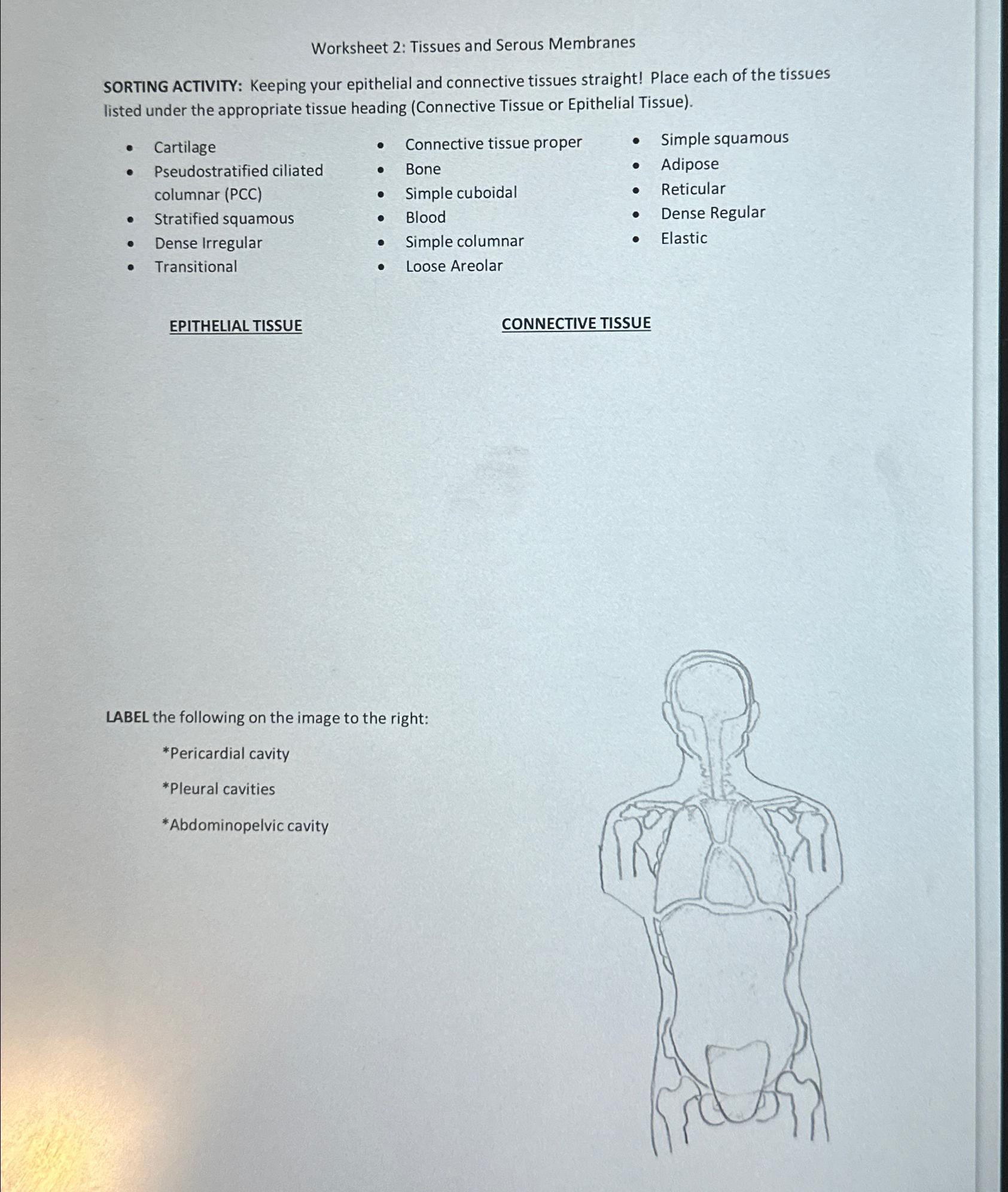 Solved Worksheet 2: Tissues and Serous MembranesSORTING | Chegg.com