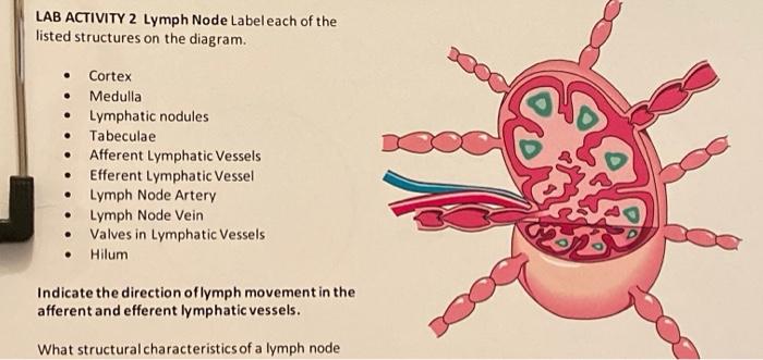 Solved LAB ACTIVITY 2 Lymph Node Label each of the listed | Chegg.com