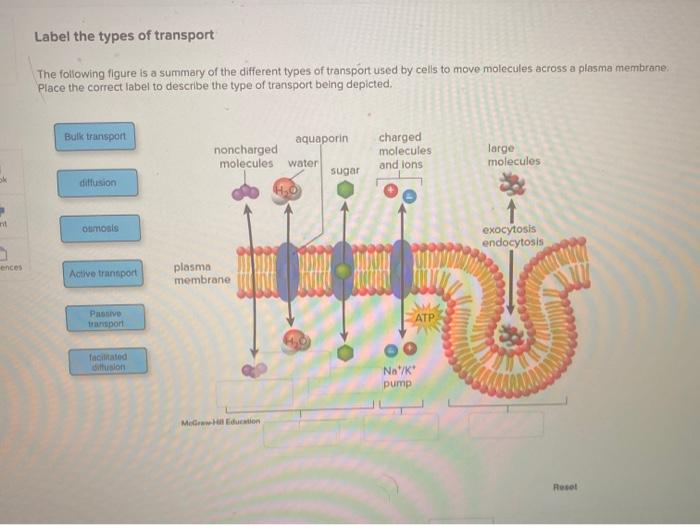 solved-label-the-types-of-transport-the-following-figure-is-chegg