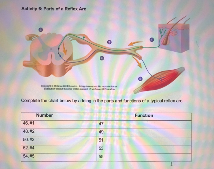 Solved: Activity 6: Parts Of A Reflex Arc Copyright Mc Edu... | Chegg.com