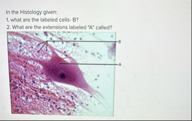 Solved In the Histology given:what are the labeled cells- | Chegg.com