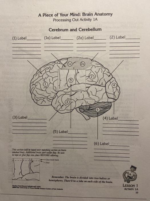 Solved A Piece of Your Mind: Brain Anatomy Processing Out | Chegg.com