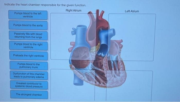 Solved Indicate the heart chamber resnnncihlo far tha nizun 