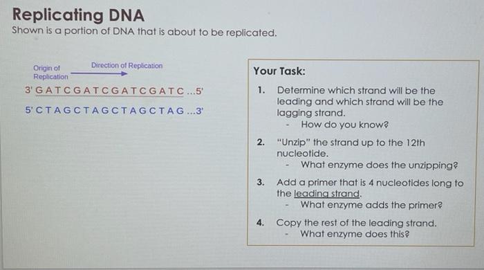 Solved Replicating DNA Shown is a portion of DNA that is | Chegg.com
