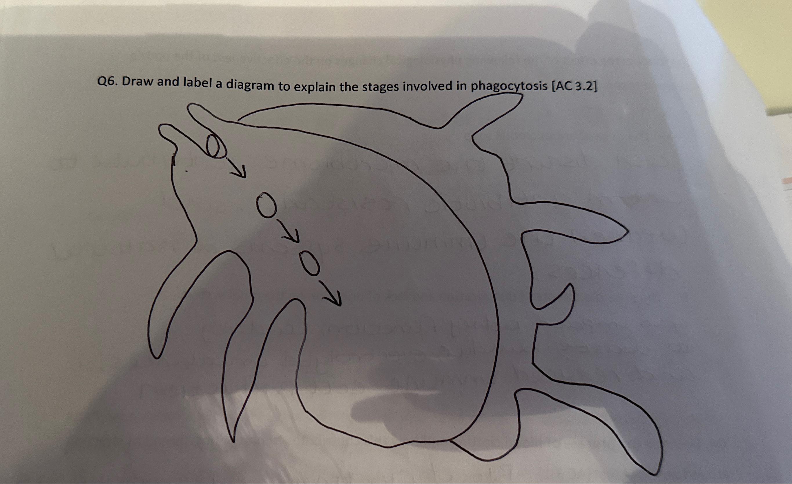 Solved Q6. ﻿Draw and label a diagram to explain the stages