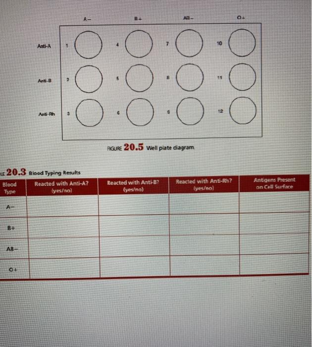 Solved Exercise 20-2 ABO and Rh Blood Groups MATERIALS Well | Chegg.com