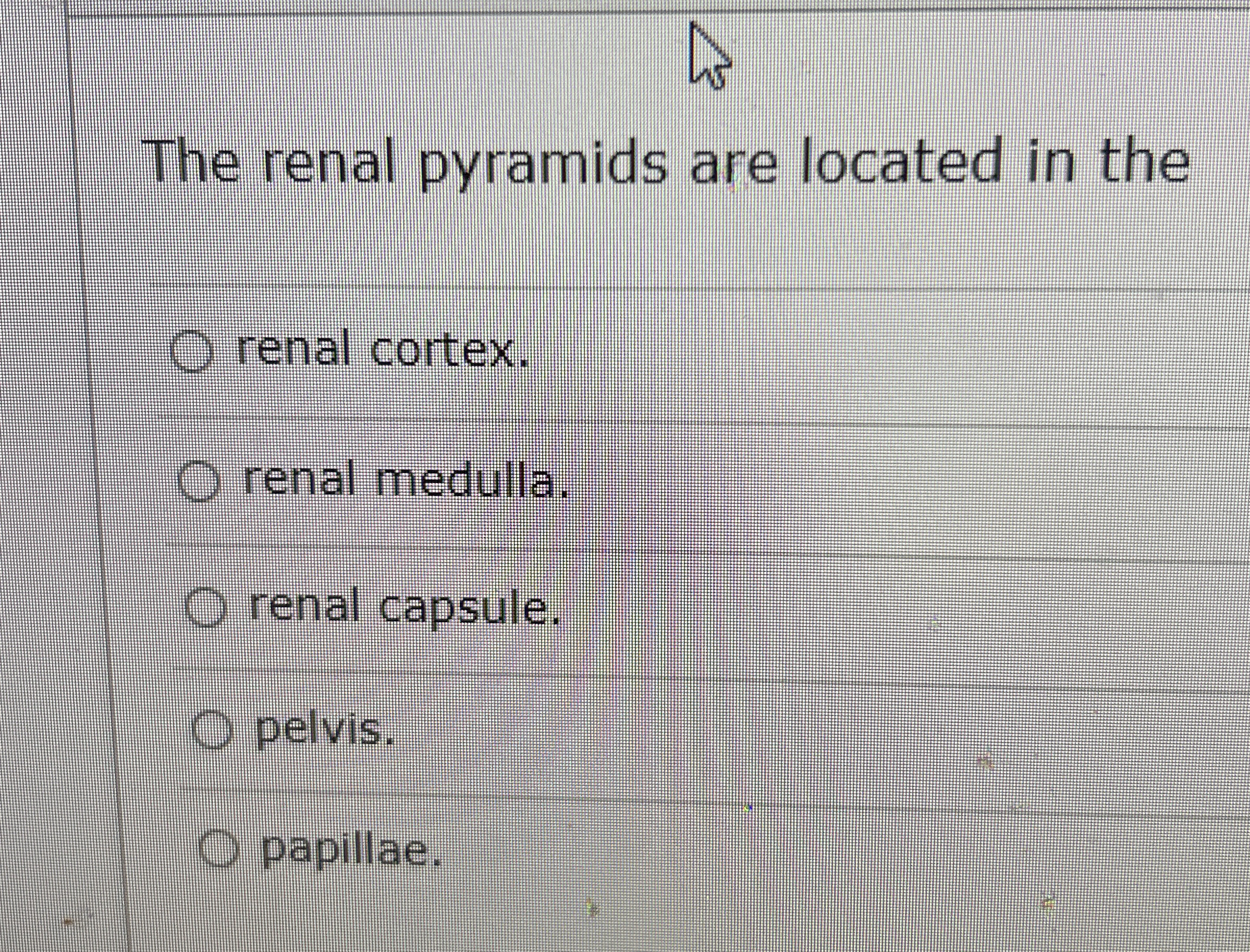 Solved The renal pyramids are located in therenal | Chegg.com