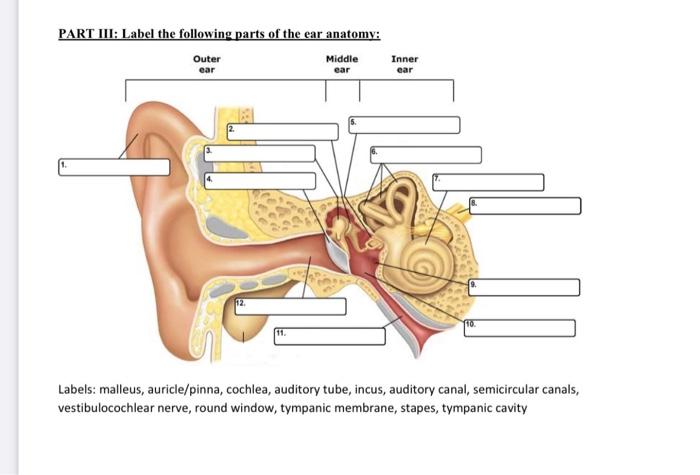 parts of the ear diagram