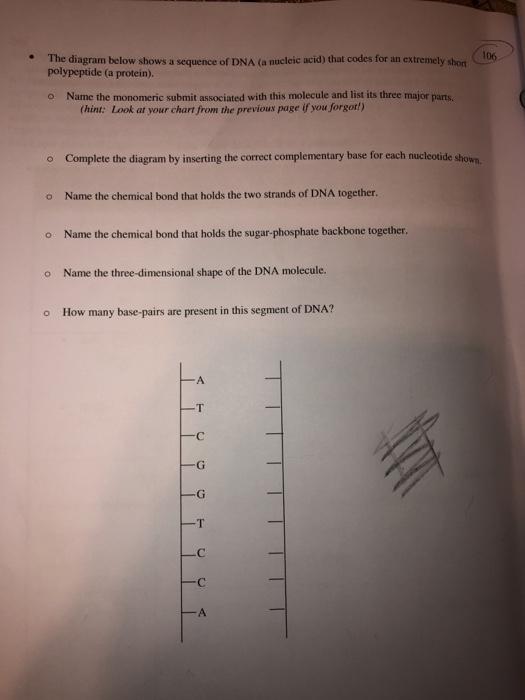 Solved 106 The diagram below shows a sequence of DNA (a | Chegg.com