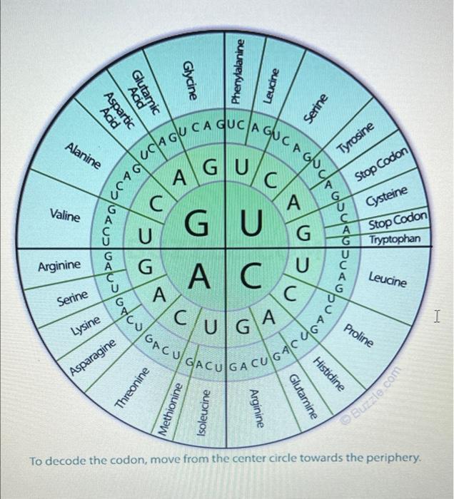 protein synthesis chart