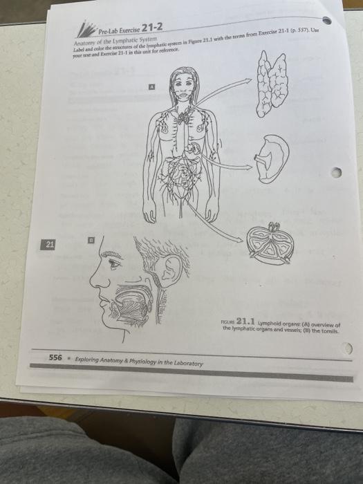 Solved PreLab Exercise 212 Anatomy of the lymphatic