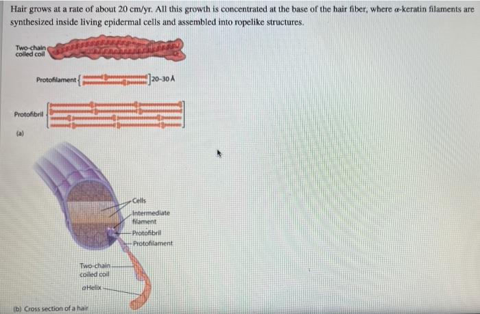 Solved Hair grows at a rate of about 20 cm yr. All this Chegg