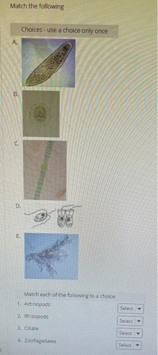 Match the following
A
B.
C
D.
E.
Choices - use a choice only once
Match each of the following to a choice
1. Actinopods
2. Rh