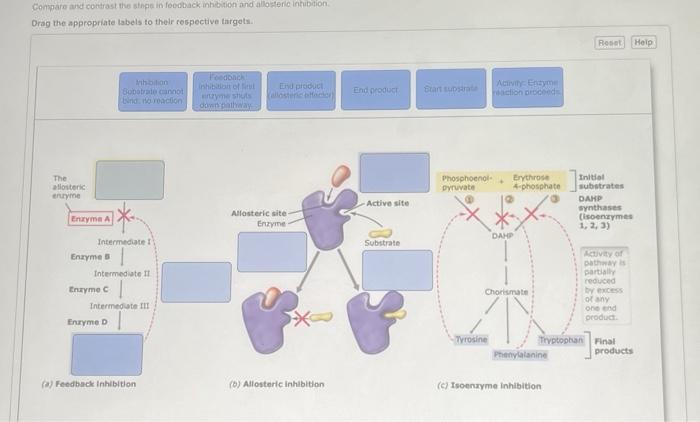 Solved For The Following Questions Match The Labeled Chegg Com