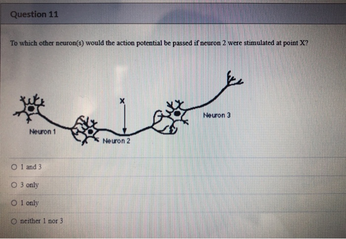 Solved Question 11 To which other neuron(s) would the action | Chegg.com