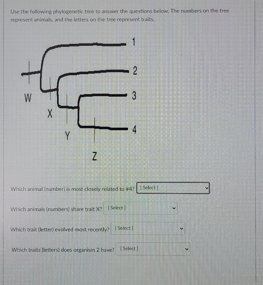 Solved Use the following phylogenetic tree to answer the | Chegg.com