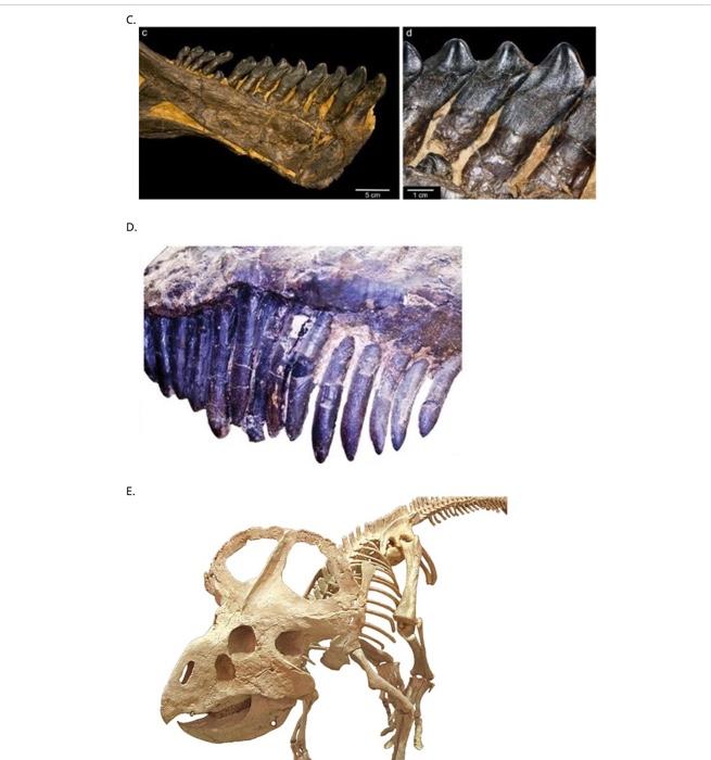 Solved Match the herbivore dinosaur tooth picture with the