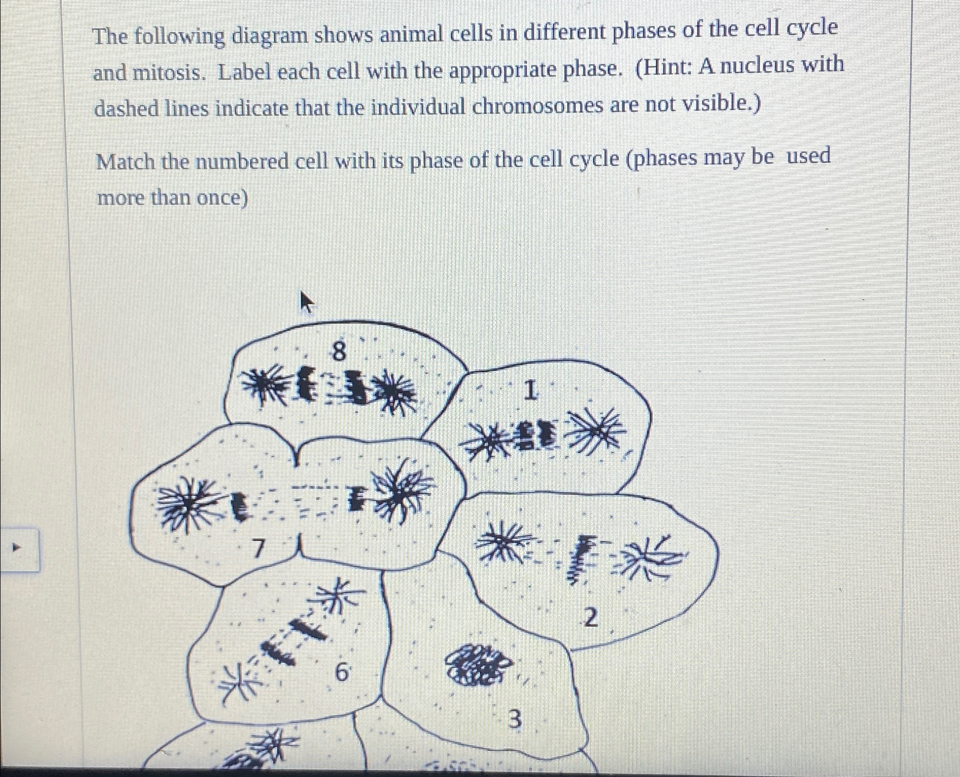 Solved The following diagram shows animal cells in different | Chegg.com