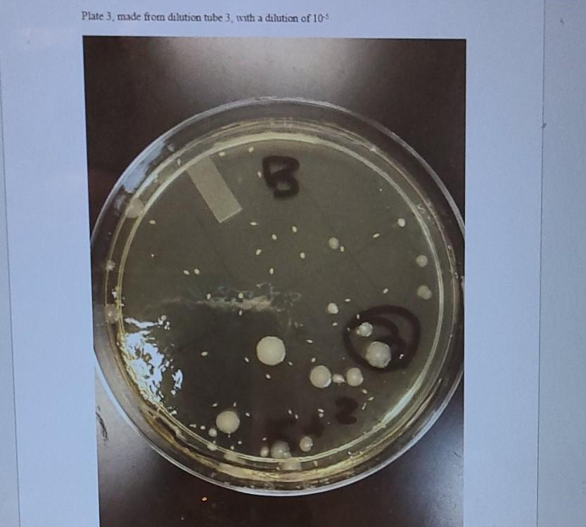 Solved BIOL260 Lab 8-Quantitaion Lab In this lab you will | Chegg.com