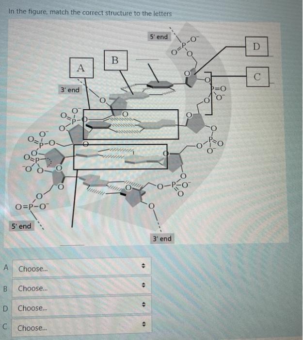 Solved In the figure, match the correct structure to the | Chegg.com