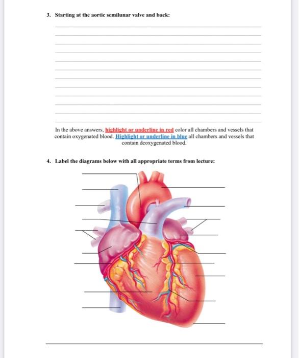Solved Cardiovascular Anatomy Homework List in the correct | Chegg.com