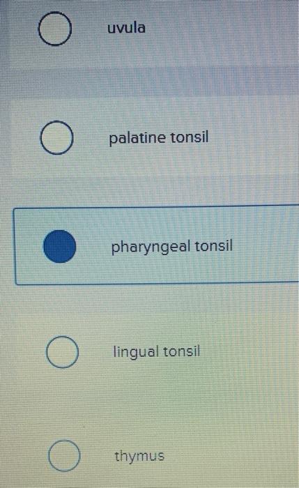 solved-which-structure-is-highlighted-uvula-o-palatine-chegg