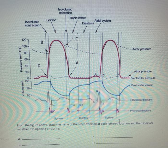 Solved Isovolumic relaxation Rapid inflow Atrial systole | Chegg.com