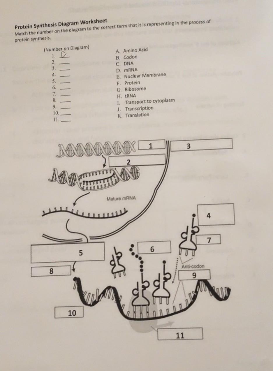 Solved Protein Synthesis Diagram Worksheet Match the number Throughout Protein Synthesis Worksheet Answers