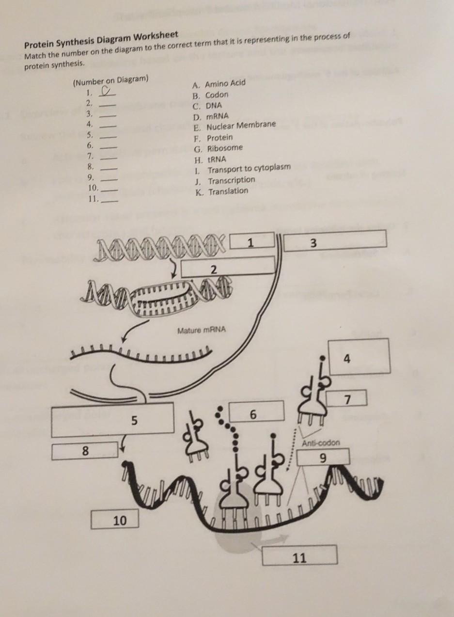 Solved Protein Synthesis Diagram Worksheet Match the number | Chegg.com
