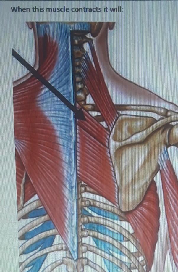 Solved a) protract the scapula b) adduct the humerus c)