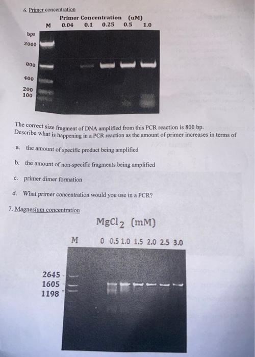 Solved 6. Primer concentration The correct size fragment of