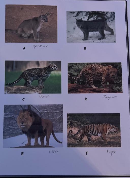 Solved Create Your Own Dichotomous Key In this project, you