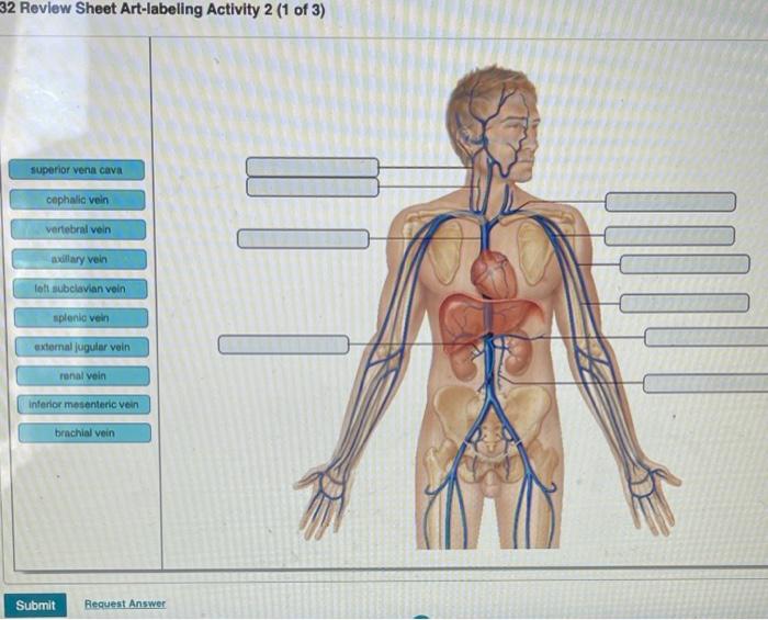 review sheet 32