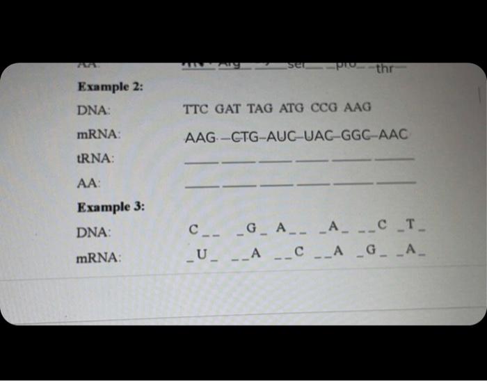 Solved ser Prothr Example 2: DNA: TTC GAT TAG ATG CCG AAG | Chegg.com