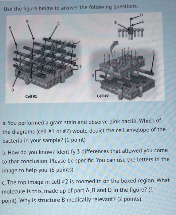 Solved A B Identify This Stain Endospore Capsule Gram Chegg Com