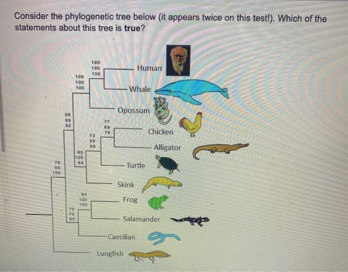Consider The Phylogenetic Tree Below It Appears Chegg Com