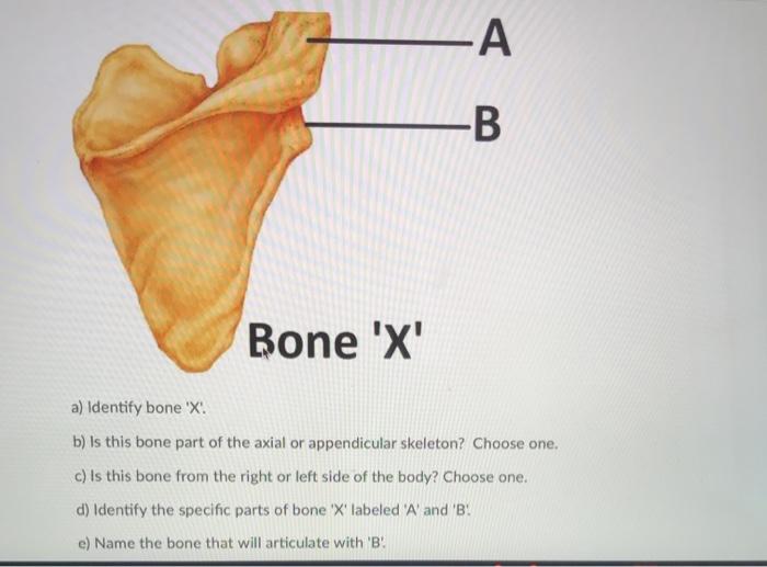 -A -B Bone X a) Identify bone X: b) Is this bone part of the axial or appendicular skeleton? Choose one. c) Is this bone f