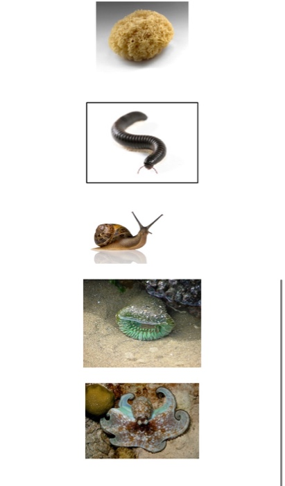 Solved Identify The Phylum Each Organism Belongs To, And The | Chegg.com