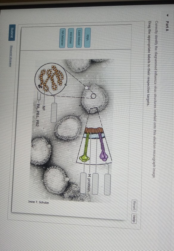 Solved Part A Correctly identify the diagrammed influenza | Chegg.com