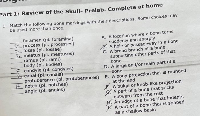 Solved Part 1: Review of the Skull- Prelab. Complete at home | Chegg.com