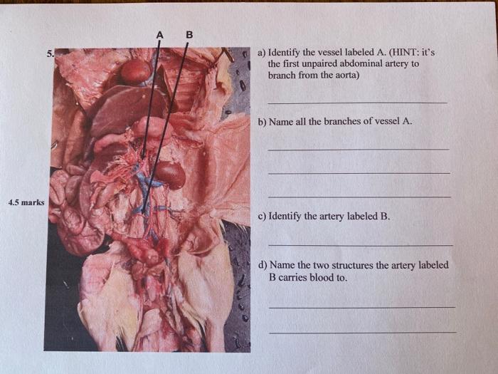 B 5. a) Identify the vessel labeled A. (HINT: its the first unpaired abdominal artery to branch from the aorta) b) Name all