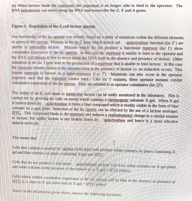 Solved Normal function of the lac operon means that the cell