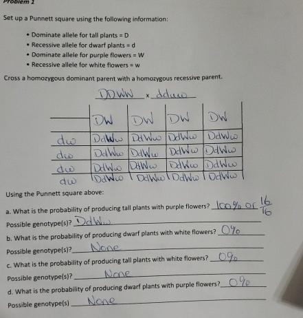 Solved Set up a Punnett square using the following | Chegg.com