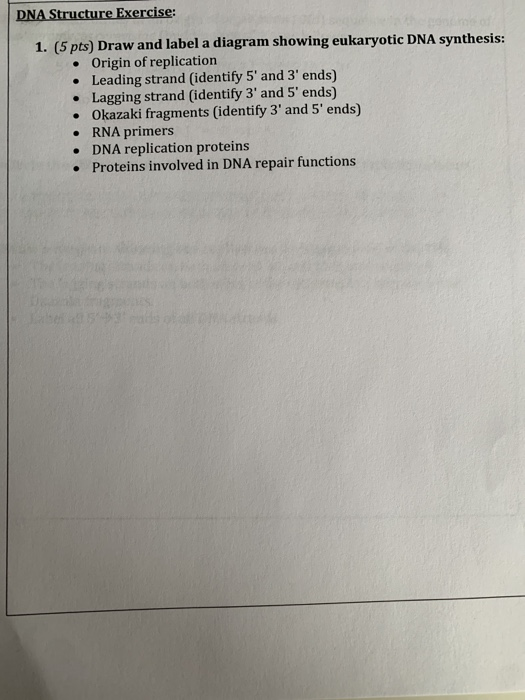 Solved DNA Structure Exercise: 1. (5 pts) Draw and label a | Chegg.com