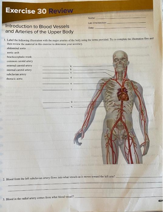 blood vessels of the upper body